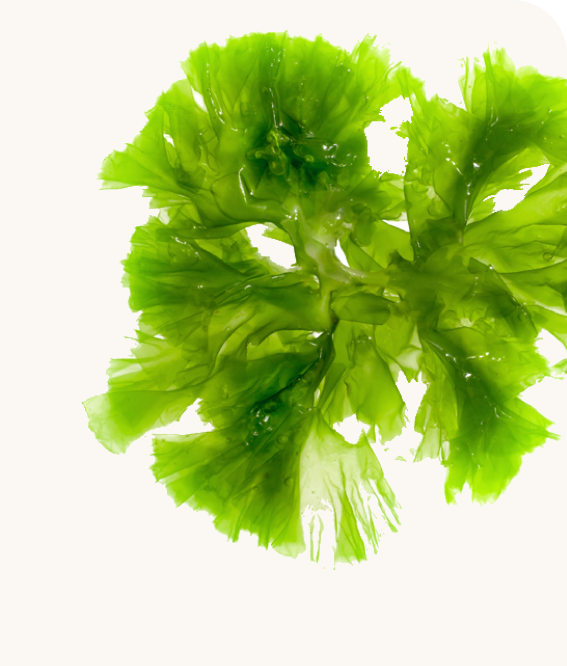 Algal DHA